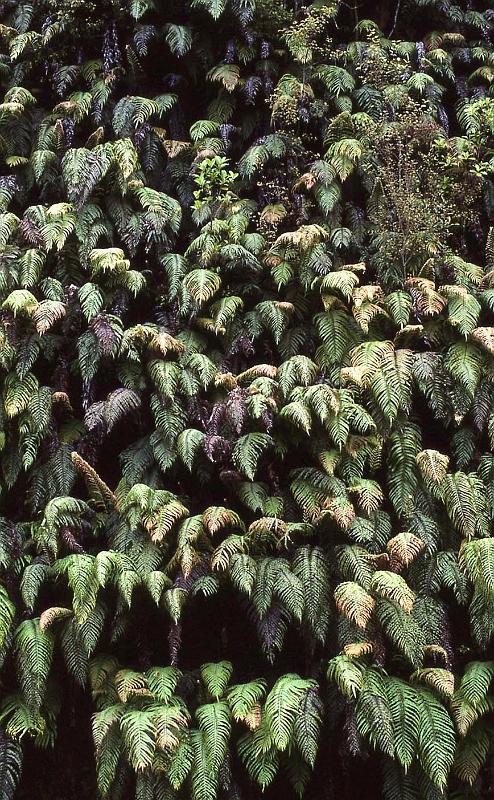 WT 0200 042-15 New Zealand.jpg